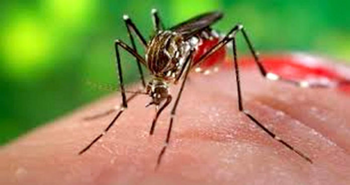 http://www.vsnews.co.in/upload/2017-10-24/2060268250dengue-2-696x368.jpg
